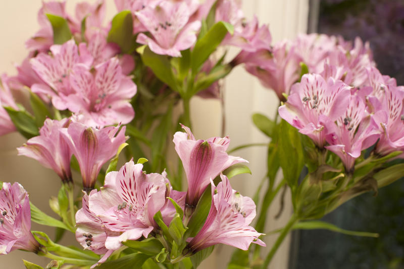 an arrangement of pretty cut pink lily flowers