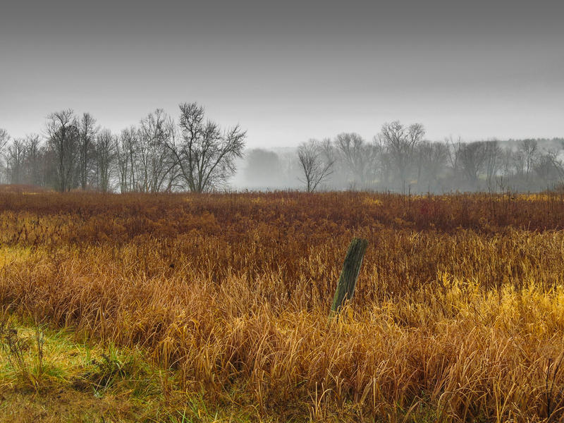 <p>Autumn grasses on a rainy day contrasting the overcast sky on the horizon.</p>
