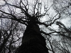12429   backlit tree 3