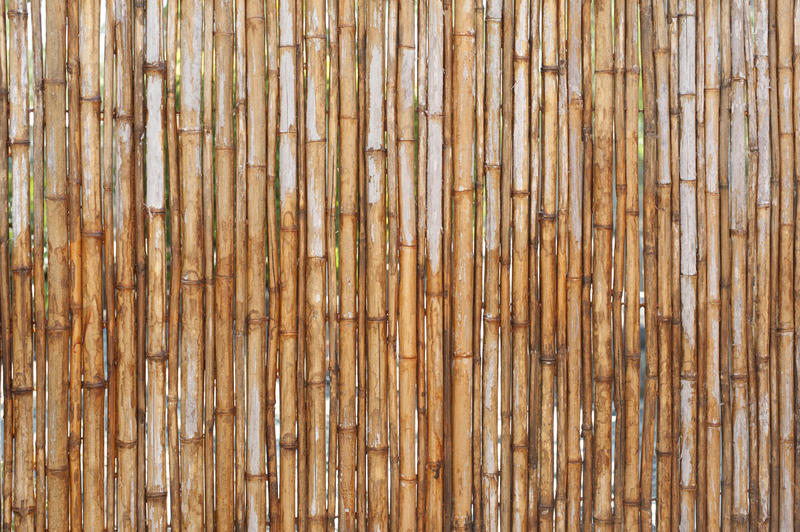 Various thick vertical old yellow bamboo poles as fence or background with copy space