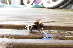 13073   bee having a snack