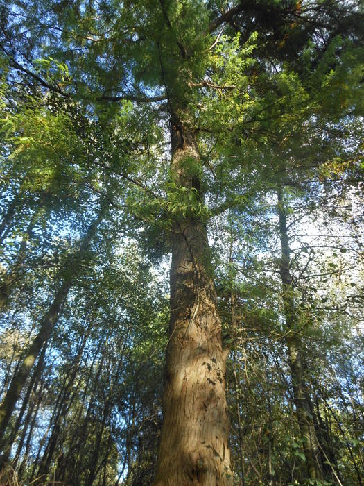 <p>tall norfolk tree in summer</p>
