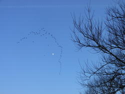 12437   birds flying with the moon 2