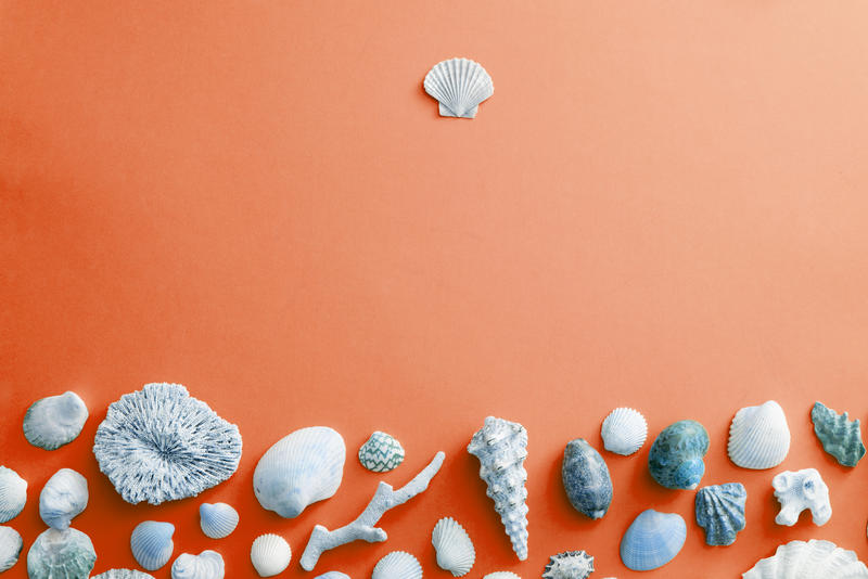 Blue seashell border on orange with copy space with assorted tropical oceanic shells and coral conceptual of summer holidays, nautical and marine themes