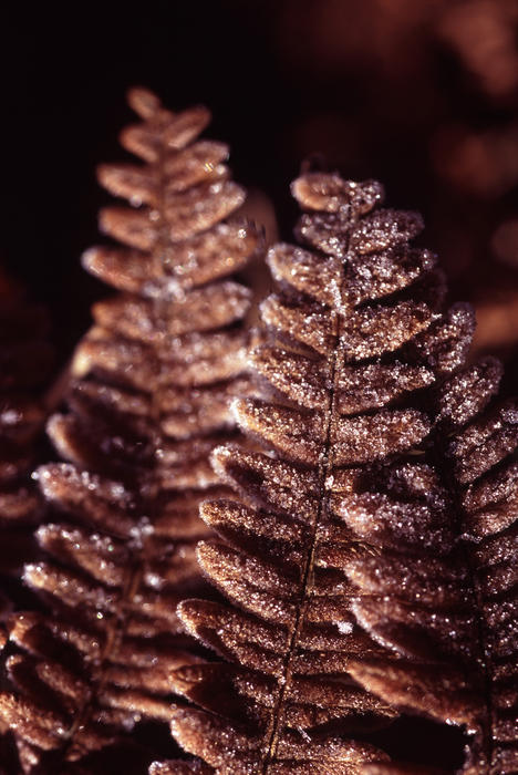 Bracken macro of a brown autumn frond showing the changing of the seasons outdoors against a dark background