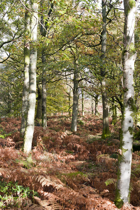 View of bright autumnal fern in forest in daylight