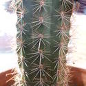 12464   cactus