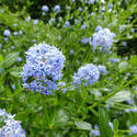 12917   Light blue flower cluster on plant in garden