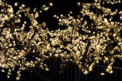 16801   Gold Christmas lights