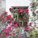 12906   Leggy roses growing along exterior wall