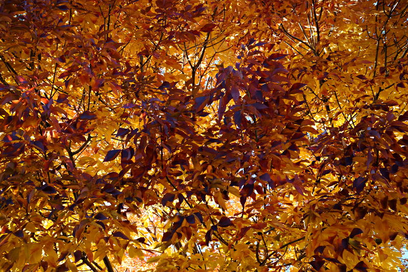 <p>This is an interior view of an Ash tree during Autumn. &nbsp; The overhead afternoon sun illuminates each leaf causing this colorful display.</p>

