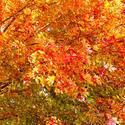 16105   Colorado Golden Autumn III