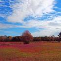 12044   colorful meadows acadia np 2