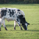 16781   Cow in a field