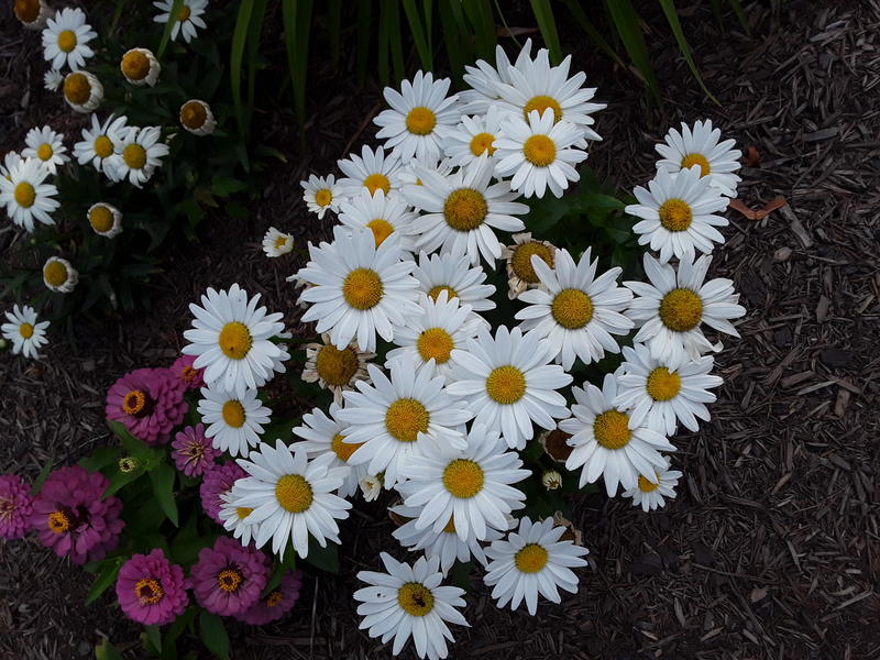 <p>Daisy Garden.jpg</p>
A daisy garden blooming in the sun