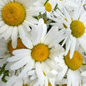 12922   White and yellow Marguerite daisies