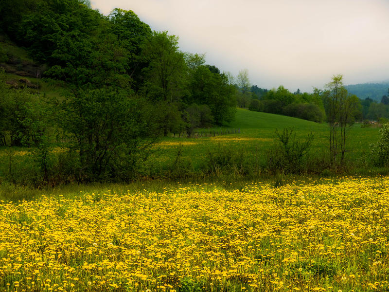 <p>Dandelions in the Spring after the cool rains in the meadow.&nbsp;</p>
