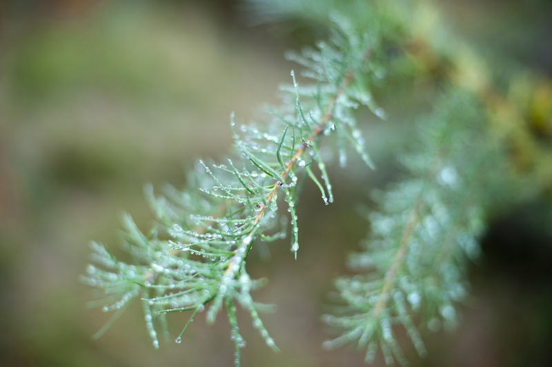 Close-up of evergreen fir branch covered with drops of water