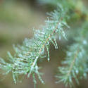 11838   Close up of evergreen fir branch with drops of water