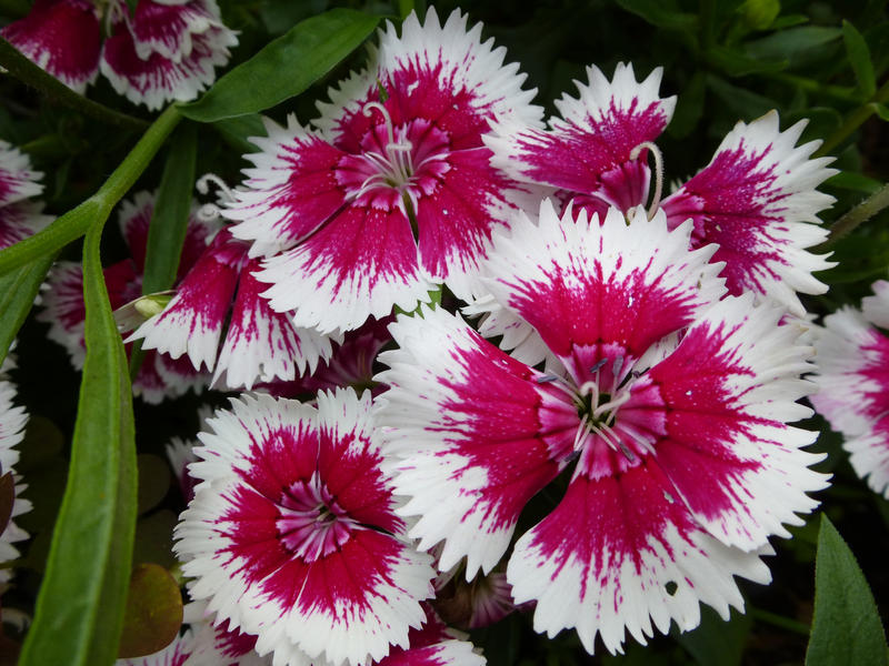 Pretty dainty variegated pink and white dianthus flowers with their frilled petals growing outdoors in a garden viewed close up from above