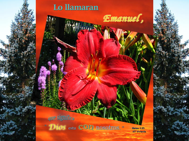 <p>Composite of Blue Spruce and Day Lily for Christmas</p>
Composite of Blue Spruce and Day Lily for Christmas