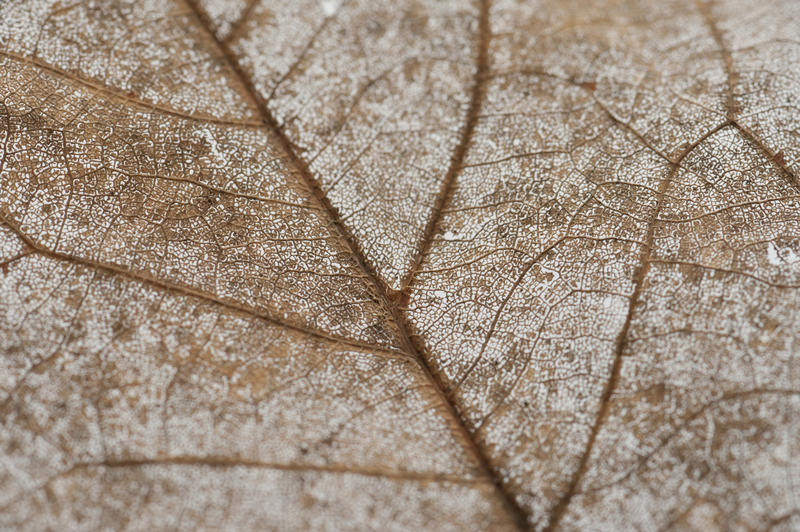 Macro detail of a dead leaf showing the texture of the brown surface and network of veins, full frame