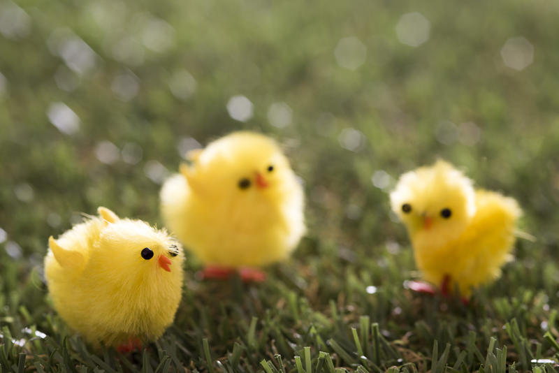 Three cute toy fluffy yellow Easter chicks on fresh green spring grass with selective focus and copy space for your greeting
