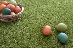 13455   Dyed Easter eggs on grass