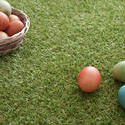 13455   Dyed Easter eggs on grass