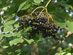 12468   elderberries cluster