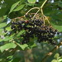 12468   elderberries cluster