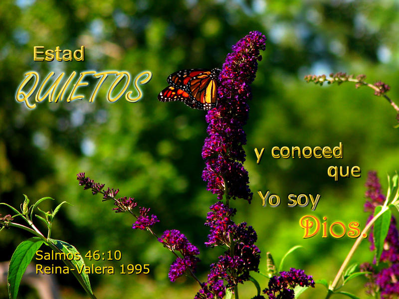 <p>Butterfly on Butterfly Bush flower</p>
Butterfly on Butterfly Bush flower