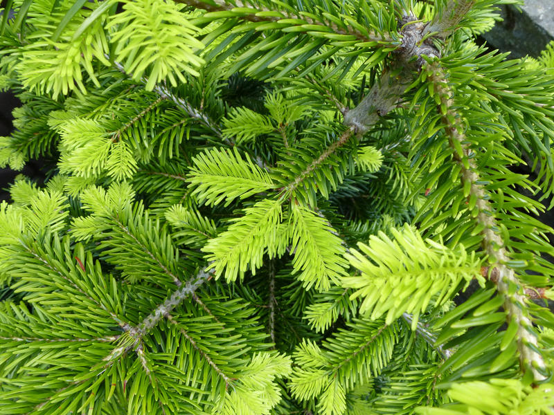 Fresh evergreen conifer foliage with new light green spring and summer growth in a close up full frame background nature texture