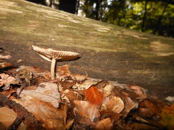 12495   forest mushroom 12