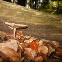 12495   forest mushroom 12