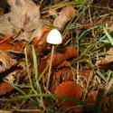 12497   forest mushroom 14