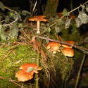 12500   forest mushroom 18