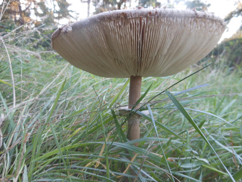 <p>Norfolk Uk September wild mushroom</p>
