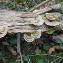 12489   forest mushroom 6