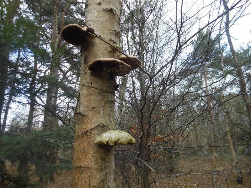 <p>Norfolk UK wild mushrooms found in April</p>
