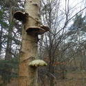 12491   forest mushroom 8