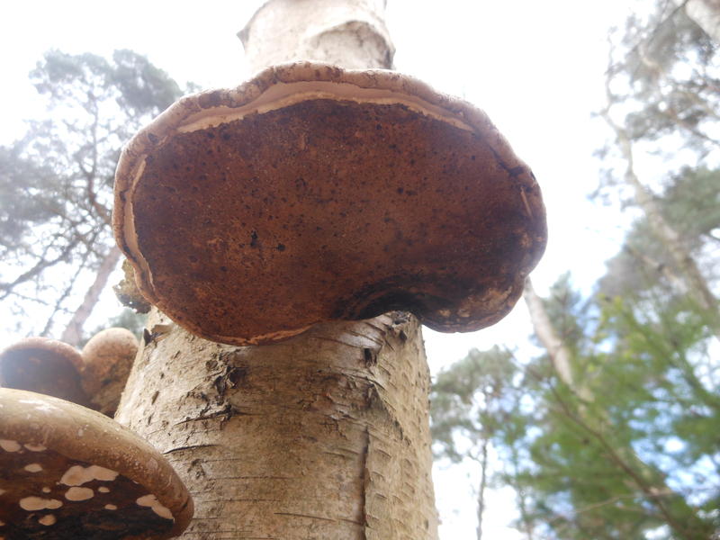 <p>Norfolk UK wild mushrooms found in April</p>
