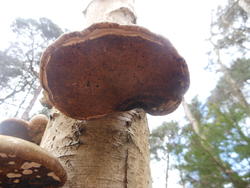 12492   forest mushroom 9