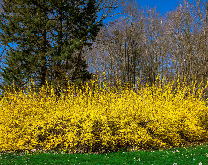 <p>Forsythia in the Spring sunlit afternoon in Plainville, Connecticut.</p>
