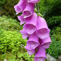 12928   Common pink foxgloves growing on a spike