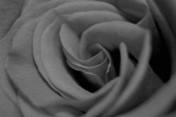 16863   Black and white photo of a rose