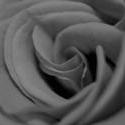 16863   Black and white photo of a rose