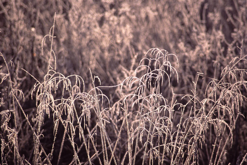 Full frame background of brown frosted plants on a winter morning in a seasonal or weather concept