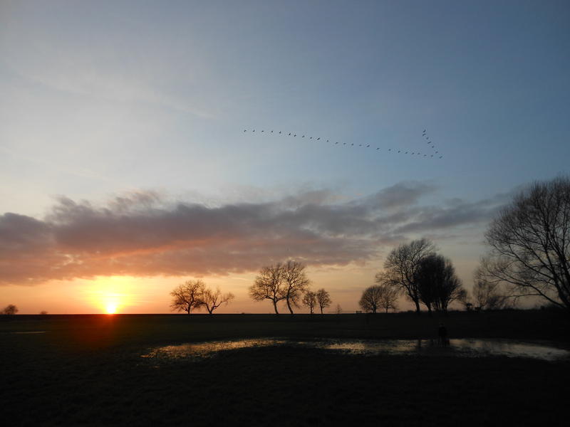 <p>The Broads in Norfolk UK frozen sunset in December with migrating bird formation</p>

