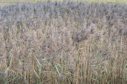 16783   Long grasses